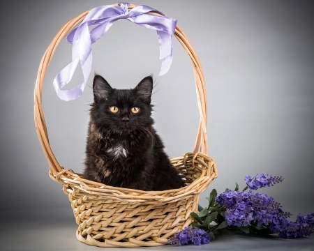 Kitten - lilac, flower, cat, basket, black, pisica, animal, purple, kitten, bow