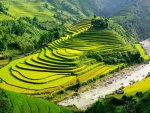 Rice fields