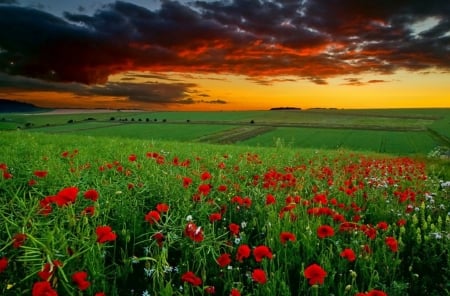 Beautiful Nature - flowers, fields, nature, clouds