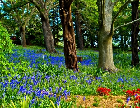 Flowers in the Forest - nature, flowers, forest, trees