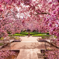 Spring Blossoms at the National Mall