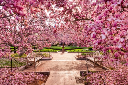 Spring Blossoms at the National Mall - trees, park, national mall, spring, benches, walkway, blossoms, washington dc, lawns, grass