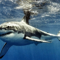 Great White Shark 2
