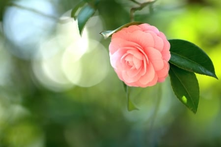 Bokeh - roses, rose, petals, bokeh, flowers, nature