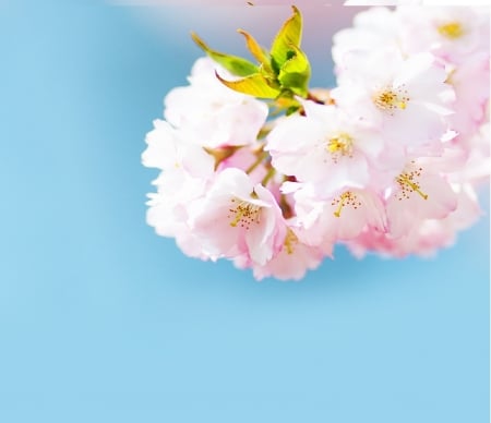 Cherry Blossom! - flower, nature, blossom, cherry