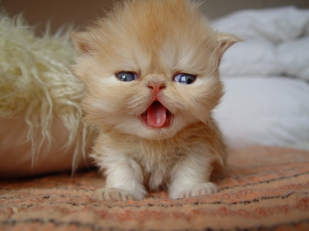 BABY KITTEN - new, crying, baby, kitten