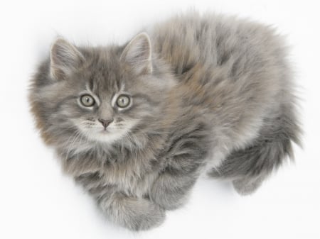 MAINE COON KITTEN - KITTEN, GRAY, COON, MAINE