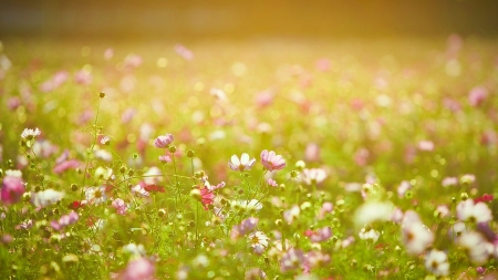 Meadow - nature, field, flowers, meadow