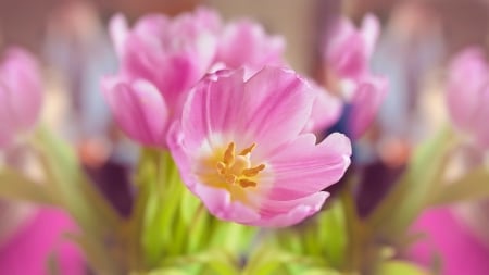 Tulips - nature, tulips, flowers, pink