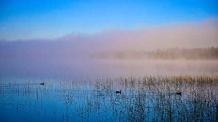 Lake - lake, birds, nature, fog