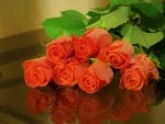 Beautiful Roses