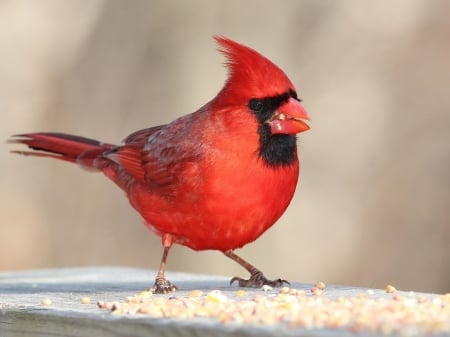 Red Cardinal - bird, cardinal, animal, beak, color, feather