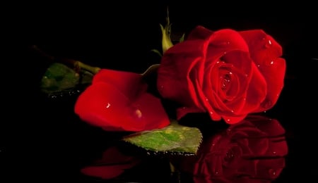 Beautiful rose - pretty, beautiful, fragrance, petals, reflection, leaves, single, scent, red, rose, background