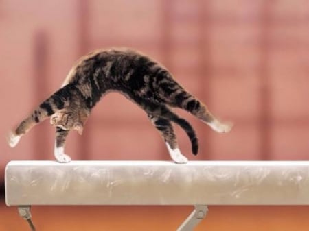 Funny Kitten - animal, kitten, funny, cat, gymnastics