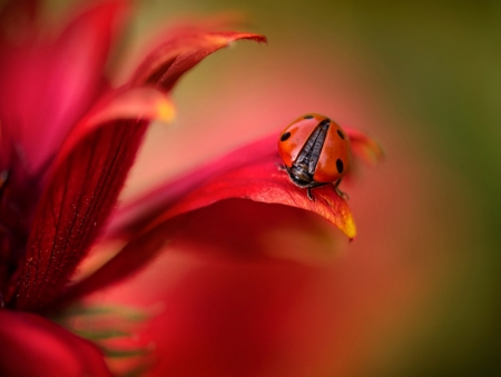 Ladybug on Flowers - ladybug, nature, macro, petals