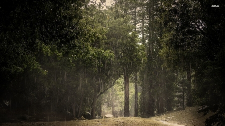 Raining in the green forest