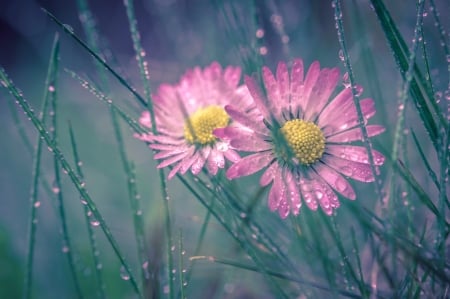 Daisies - soft, water drops, daisy, dew, yellow, pink, green, grass, flower