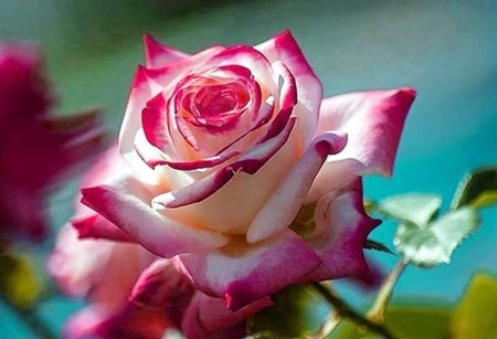 Hybrid Tea Rose - flowers, nature, tea rose, two colors, petals, hybrid