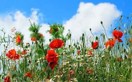 Poppy Field - nature, field, flowers, poppy