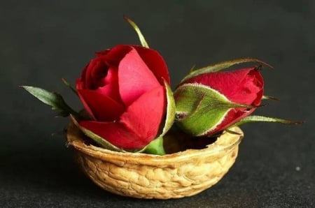 ??¢?? - nature, buds, red, basket, flowers