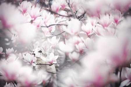 Hiding - eye, spring, white, caine, australian shepherd, pink, dog, animal, magnolia, cute, flower