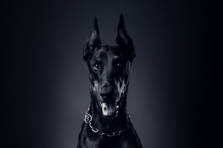 Doberman - caine, dog, doberman, animal, black