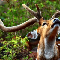 Wild Spotted Deer