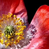 Poppy Macro