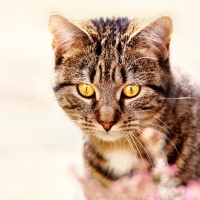 Yellow-eyed Tabby Cat F