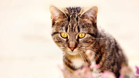 Yellow-eyed Tabby Cat F - wide screen, cat, photography, beautiful, feline, animal, pet, photo