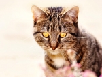 Yellow-eyed Tabby Cat F