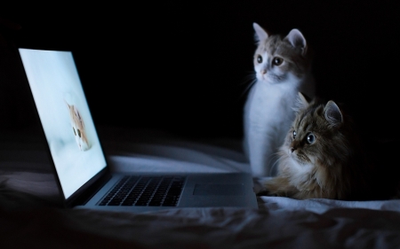 Cats watching the screen - computer, screen, two, cats