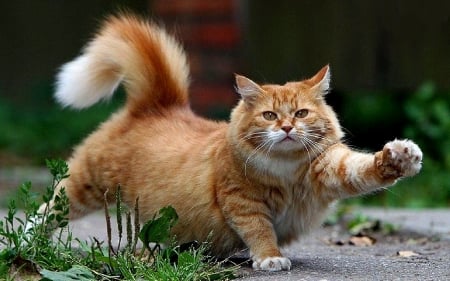 funny kitty - fluffy, orange, walking, kitty