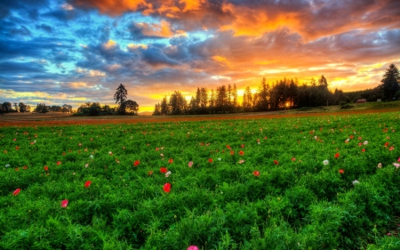 Spring meadow - flowers, colorful, wildflowers, beautiful, spring, meadow, freshness, sky