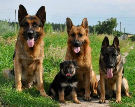 A Happy Family - dogs, beautiful, photography, cool, animals