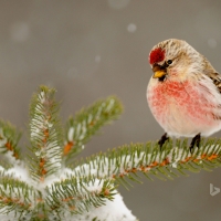 Common Redpoll (Carduelis flammea) in Great Sudbury  Ontario Canada