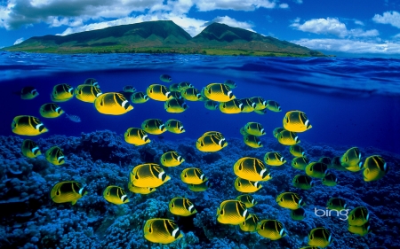 Composite image of raccoon butterflyfish underwater Maui Hawaii