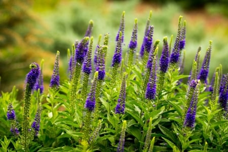 Wild Flowers - flower, wild, nature, blue