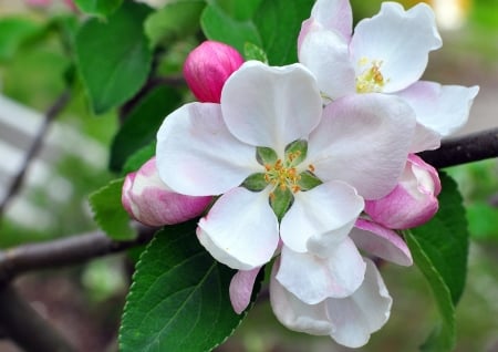 Spring - nature, tree, flower, spring