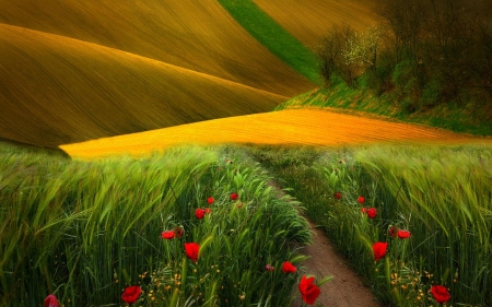 Golden Land - nature, green, land, yellow