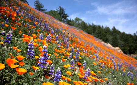 Summer Landscape - flowers, trees, nature, summer, landscape, forest