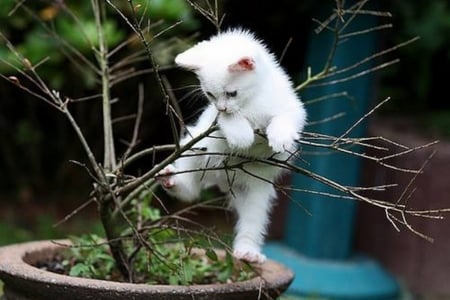 Funny Kitten - trees, white, animal, kitten, cat