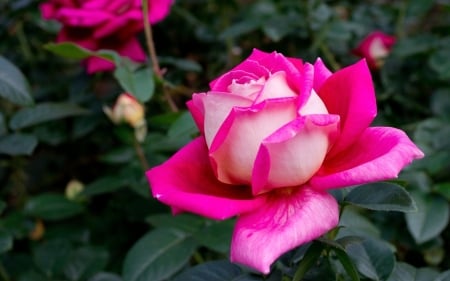 Pink Beauty - rose, pink, petals, flowers, macro, nature