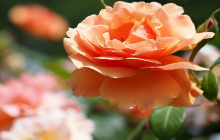 Rose - garden, orange, flower, rose