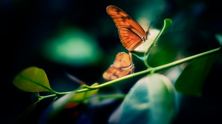 Butterfly - butterfly, plants, nature, tree