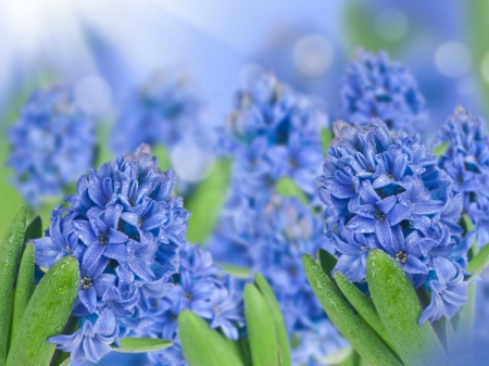 Hyacinths - flowers, hyacinths, water, Spring, water drops, drops