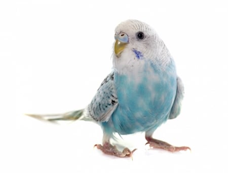 Parrot - bird, white, blue, cute, parrot, card