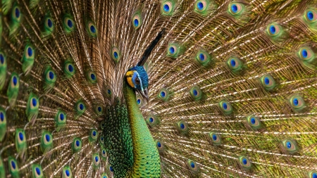 Peacock - bird, peacock, blue, green, feather, tail