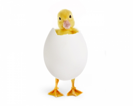 Duckling - bird, yellow, easter, duckling, white, funny, cute, egg, card