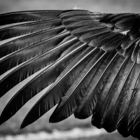 Wing